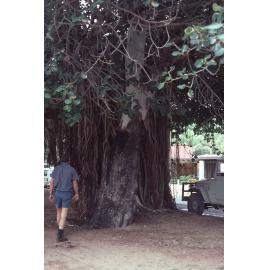 Trees on Magnetic Island, August 1985