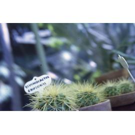 Echinocactus grusonii at Queens Gardens, Townsville, April 1988
