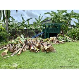 Damage to banana palms in backyard caused by Cyclone Kirrily