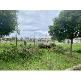 Trees damaged by Cyclone Kirrily on Church Street, West End
