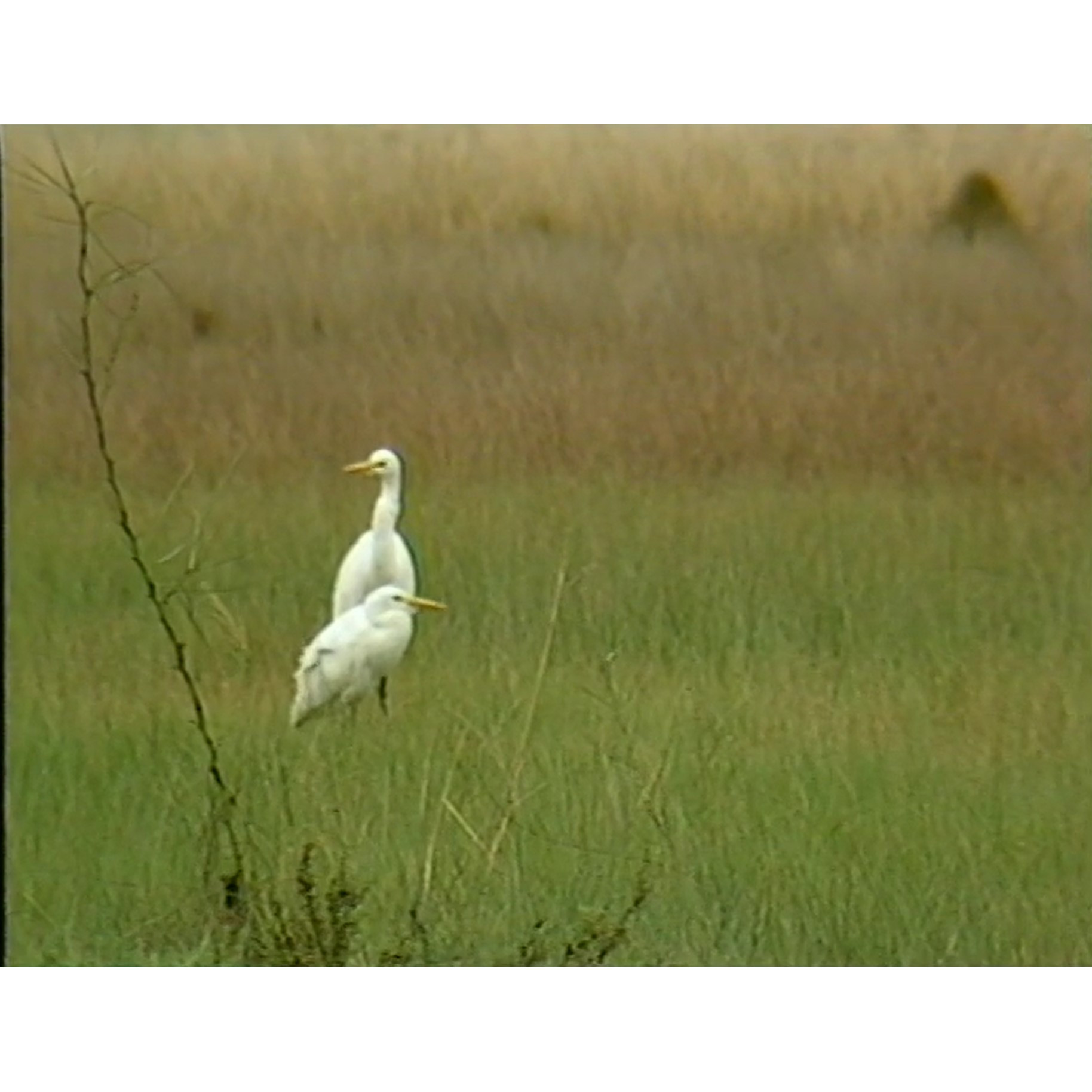 News hold for files towns common improvement 13/7/1984