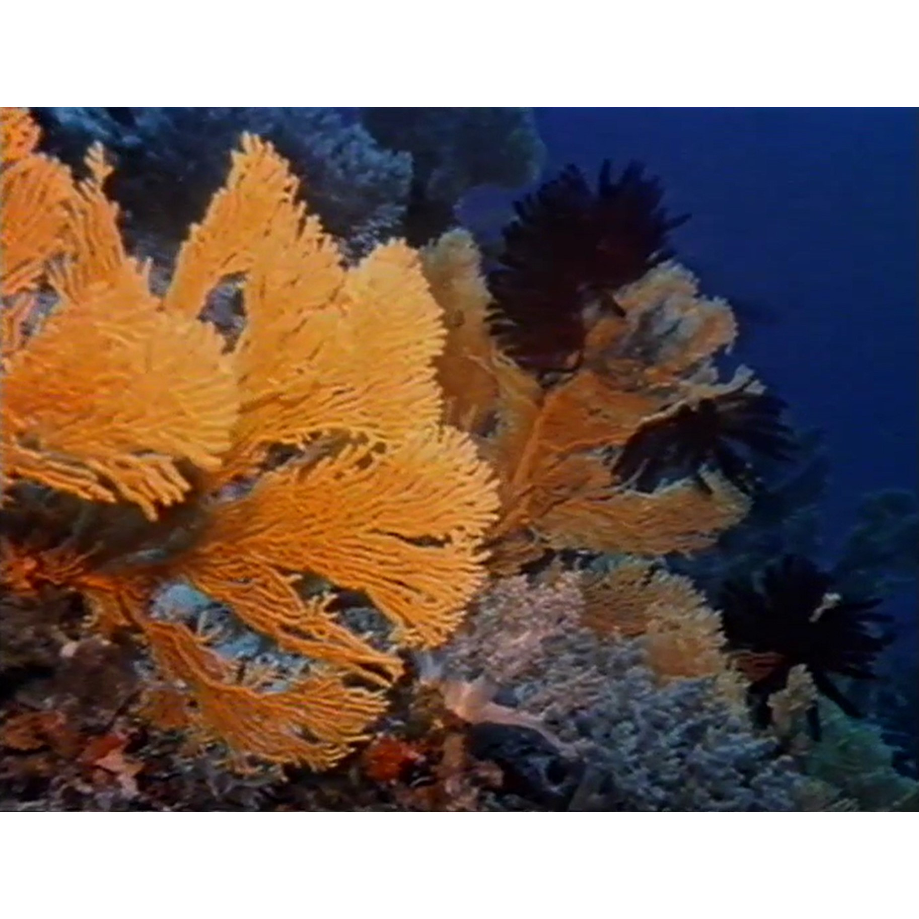 Great Barrier Reef Wonderland