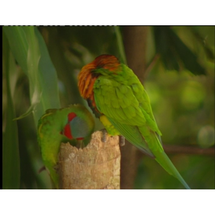 Sub 1 documentary "Too good to lose" sub master