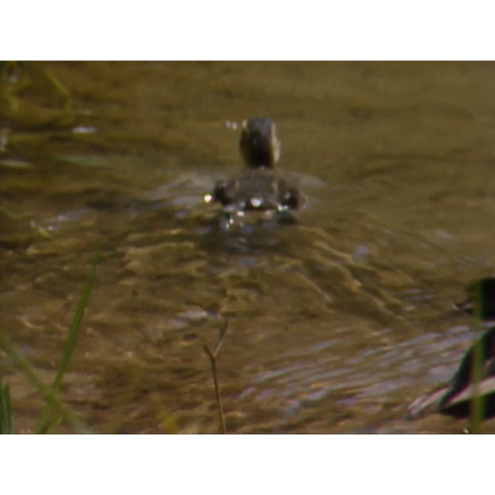 "282 DAYS" documentary and station closer, wild footage, tape #9, far north Queensland, Lake Barrine