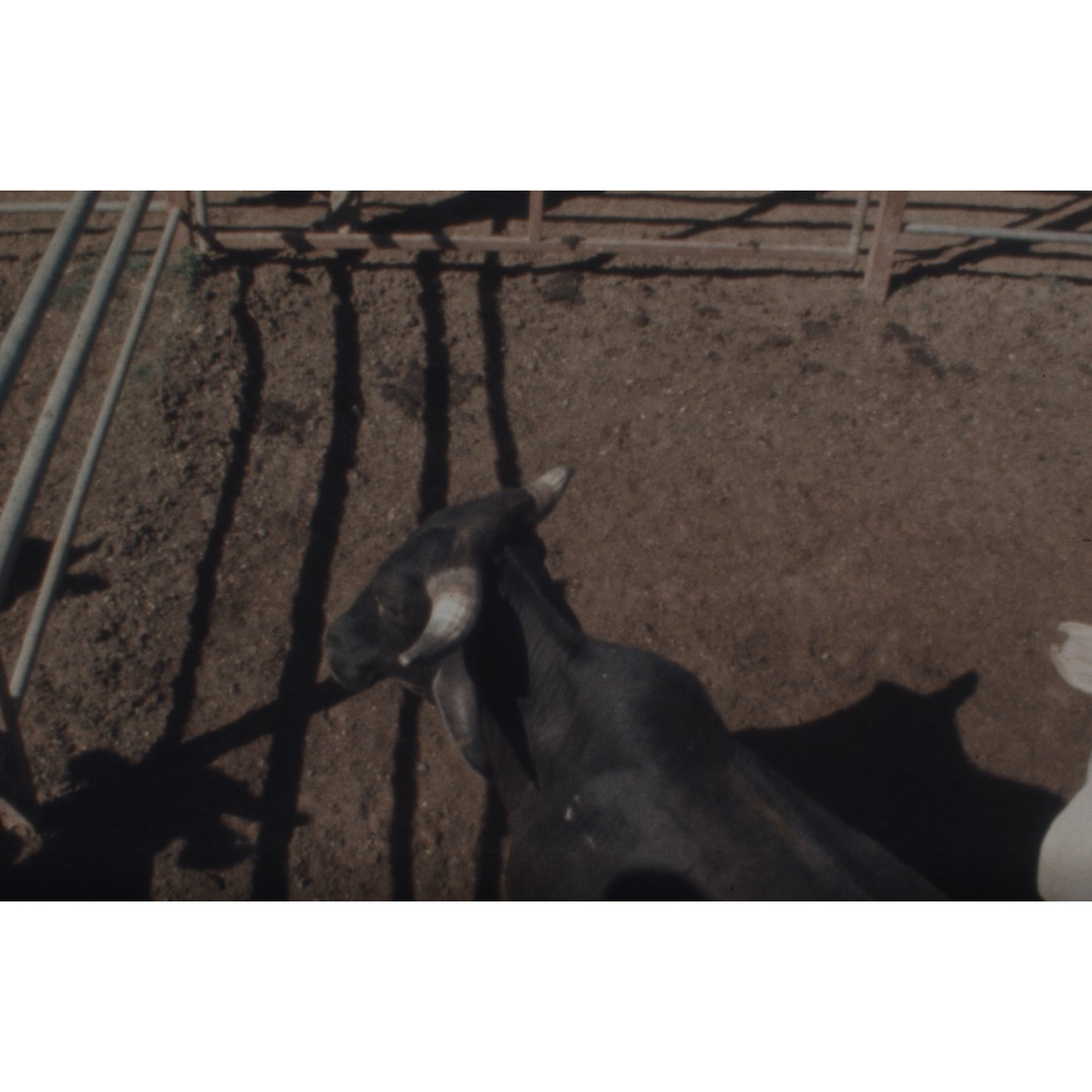 Cattle auction