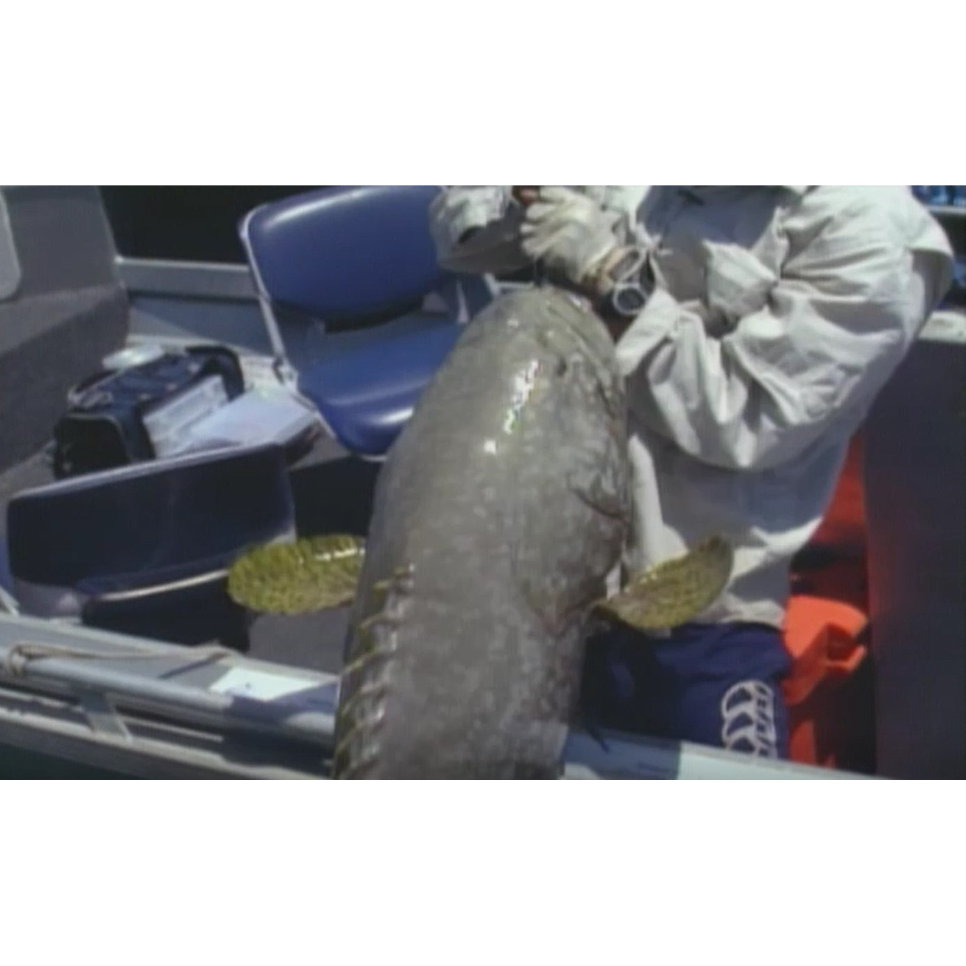 Fish ‘n’ 4 Wheels