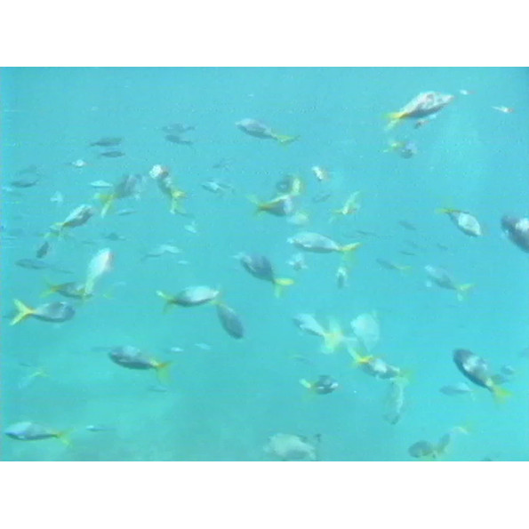 Newsweek Green’s promo vision