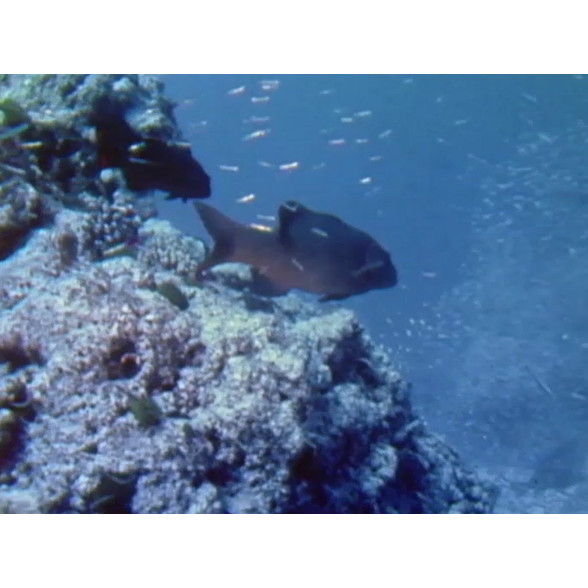 Underwater reef shots