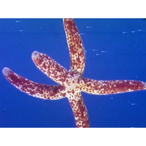 Reef underwater shots Marco photography