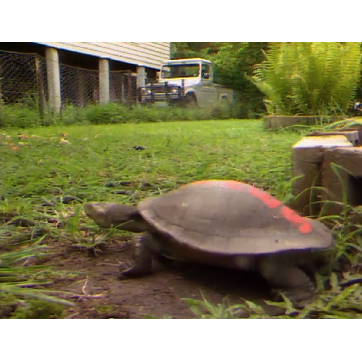 NQTV News Tuesday 27th December 1988