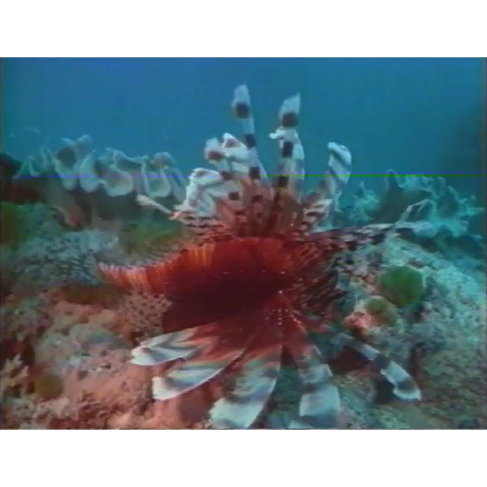 Great Barrier Reef Wonderland summer film festival