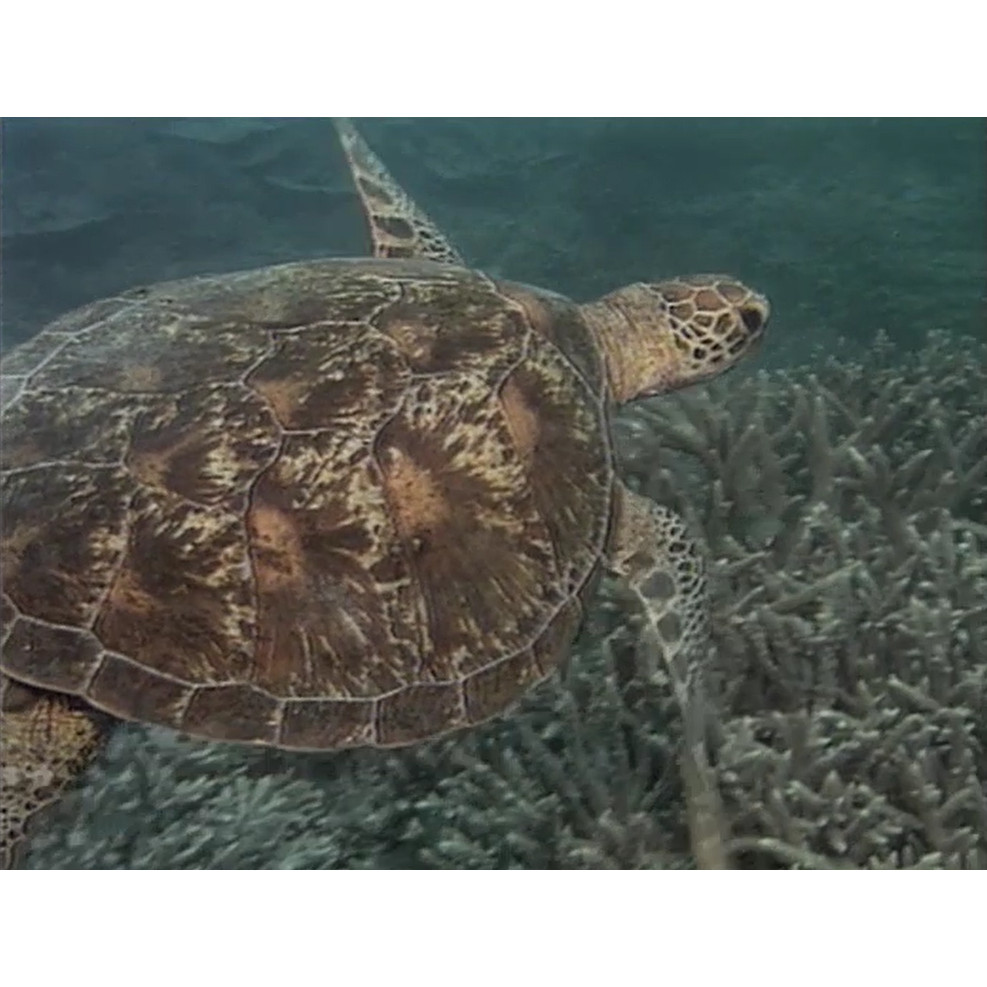 Townsville Shines, Townsville TAFE promo