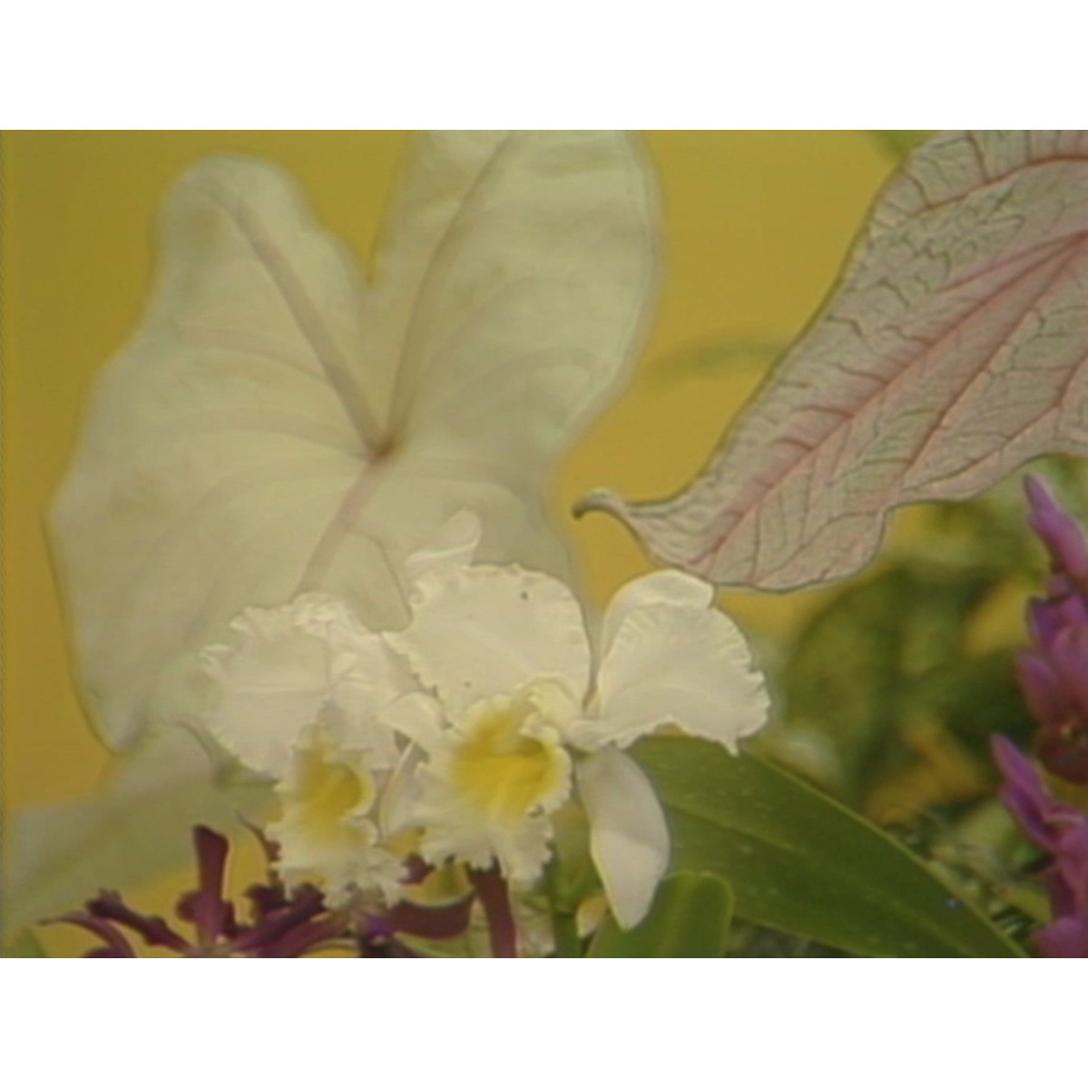 Australian Institute of Management presentation; orchids