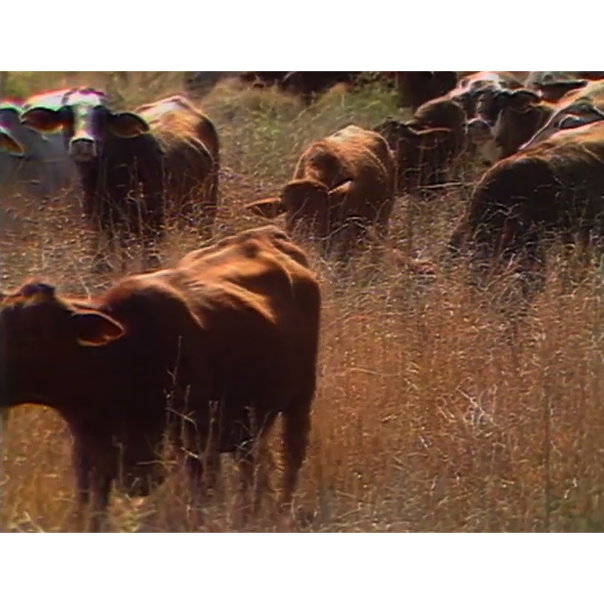 NQTV News Thursday 29th December 1988