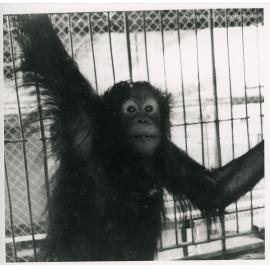 Orangutan at Mount St John Zoo, Townsville, 1965