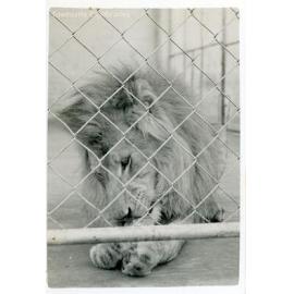 Lion at Mount St John Zoo, Townsville, 1946