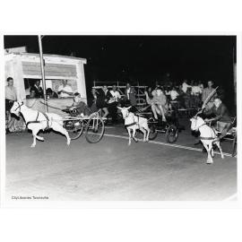 Goat racing at Keyatta Park, Townsville, ca. 1970