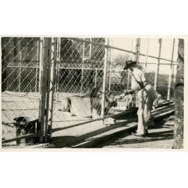 Lion feeding at Mount St John Zoo, Townsville, ca.1960