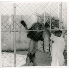 Lion feeding at Mount St John Zoo, Townsville, ca.1965