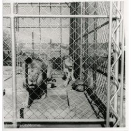 Mount St John Zoo lions, Townsville, ca. 1965