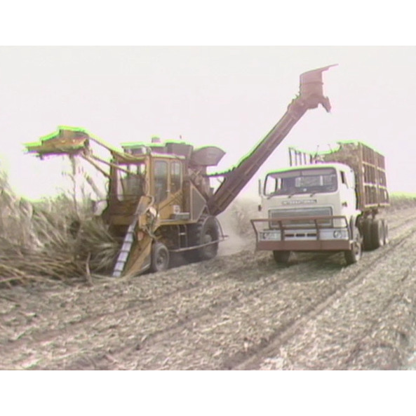 Cane field and interview 08-08-1983