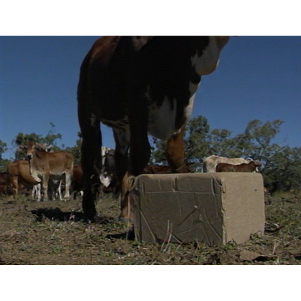 Cattle lick blocks