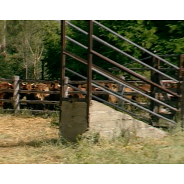 Footage of cattle