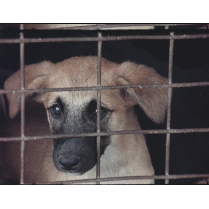 Animal refuge
