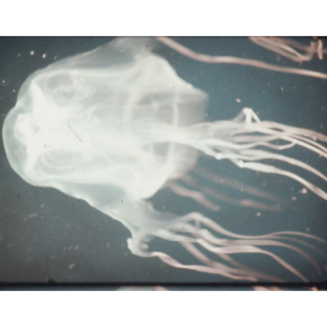 Box jellyfish