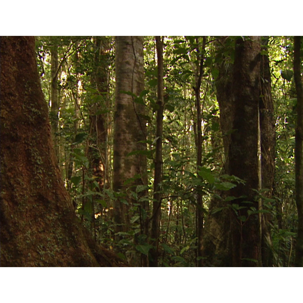 Wet Tropics