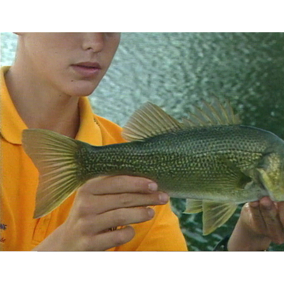 Fish ‘n’ 4 Wheels: series 2 episode 5 master