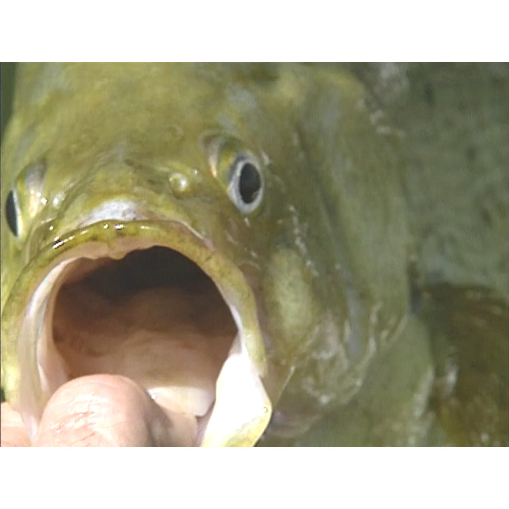 Fish ‘n’ 4 Wheels: series 3 episode 7 master tape