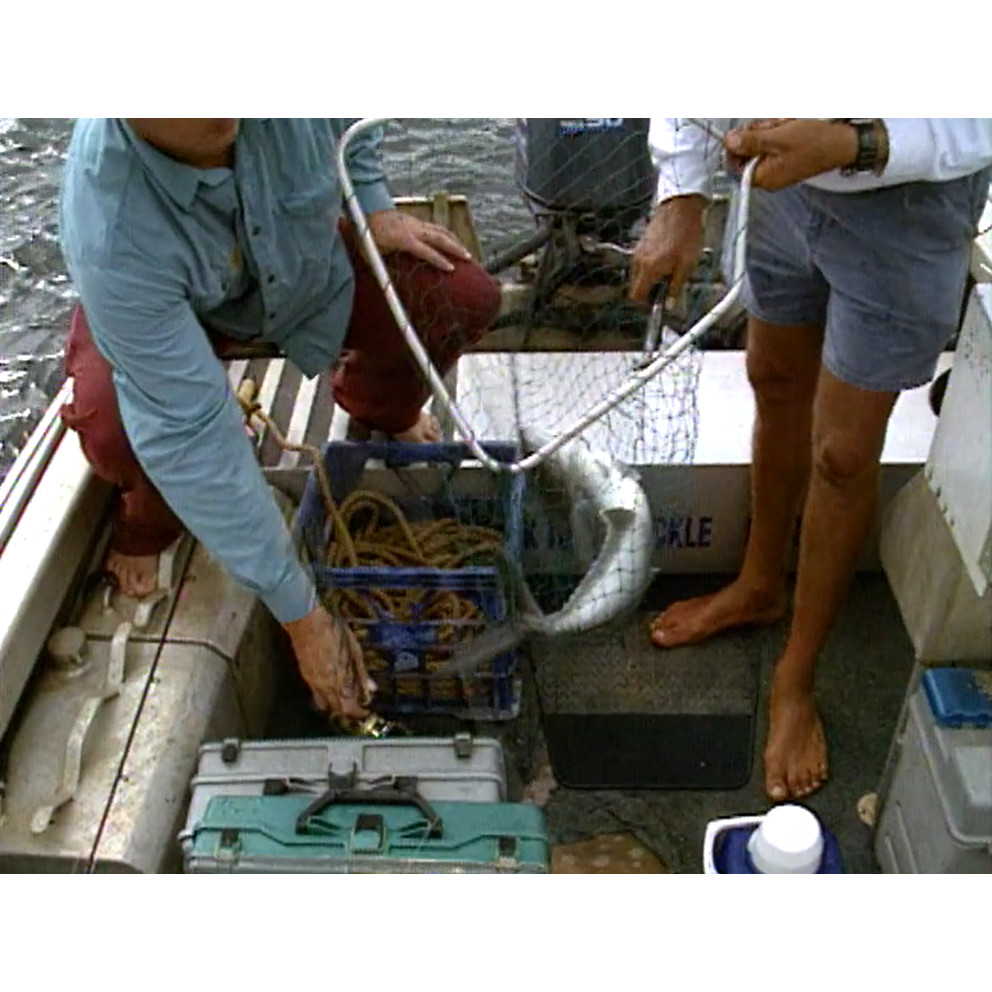 Fish ‘n’ 4 Wheels: series 3 episode 1 master dub