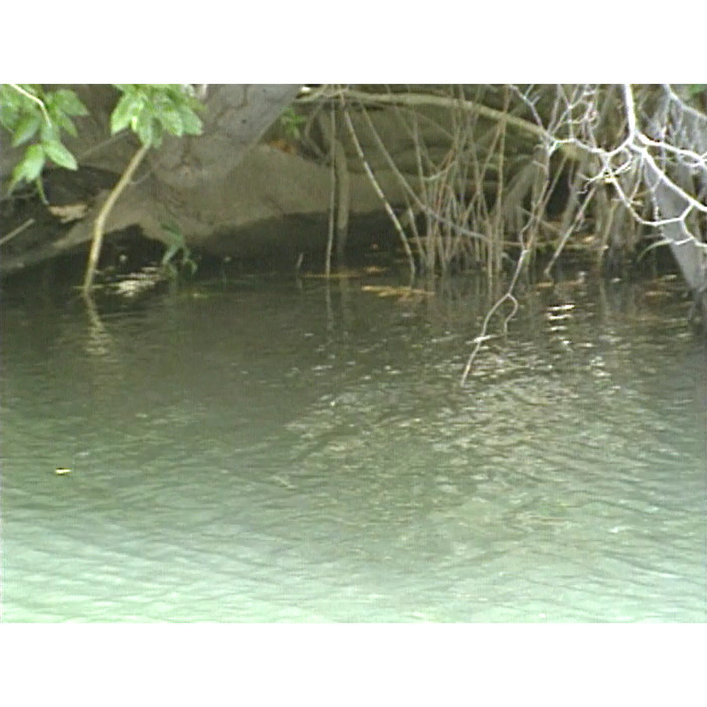 Fish ‘n’ 4 Wheels: series 3 episode 8 master