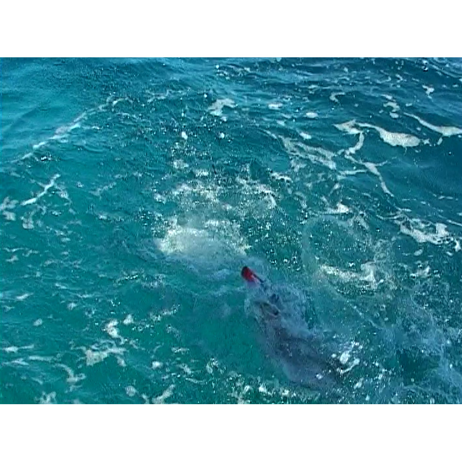 Fish ‘n’ 4 Wheels: series 5 episode 2 digi betacam master