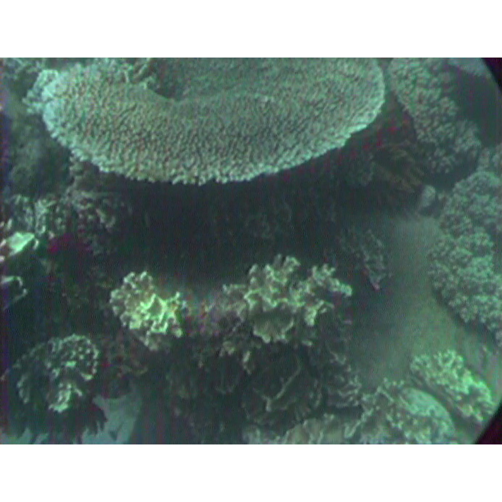 Corals
