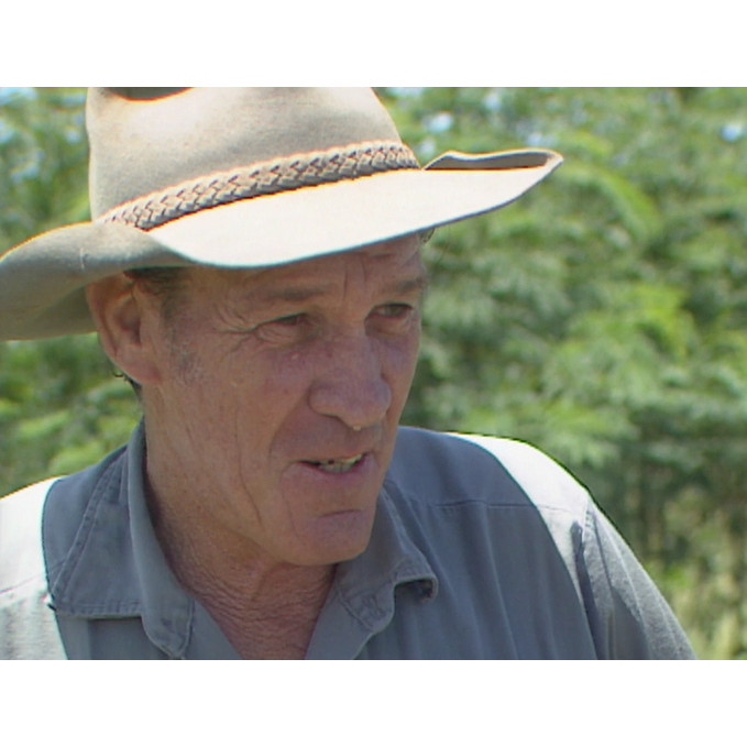 News file: Leucaena trees