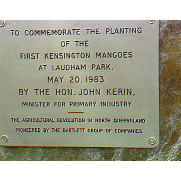 News file: first Kensington mangoes