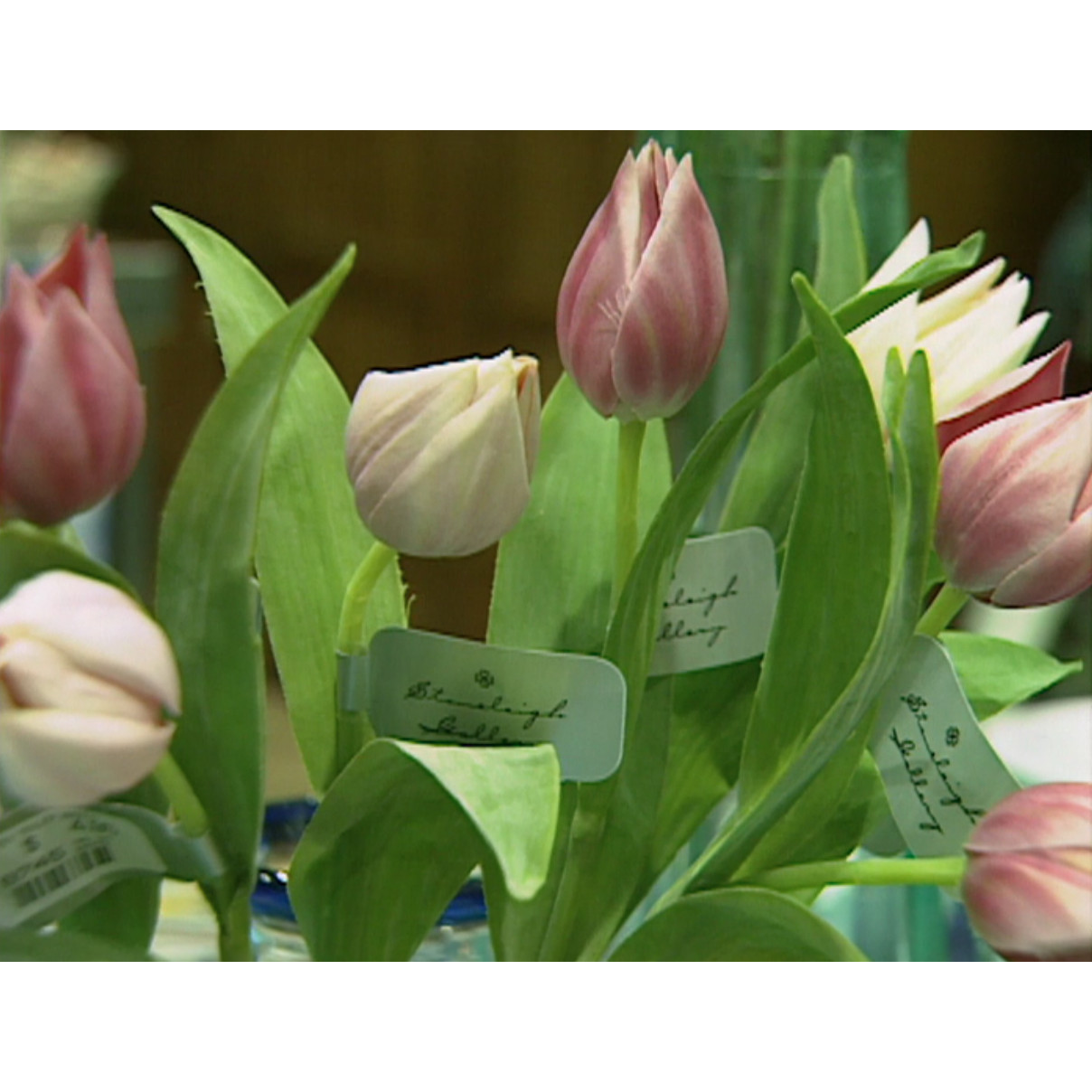 Stock footage: Pavilion Homewares