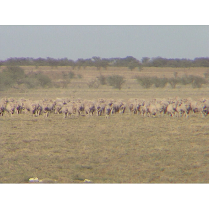 Lorraine Station: sheepherding