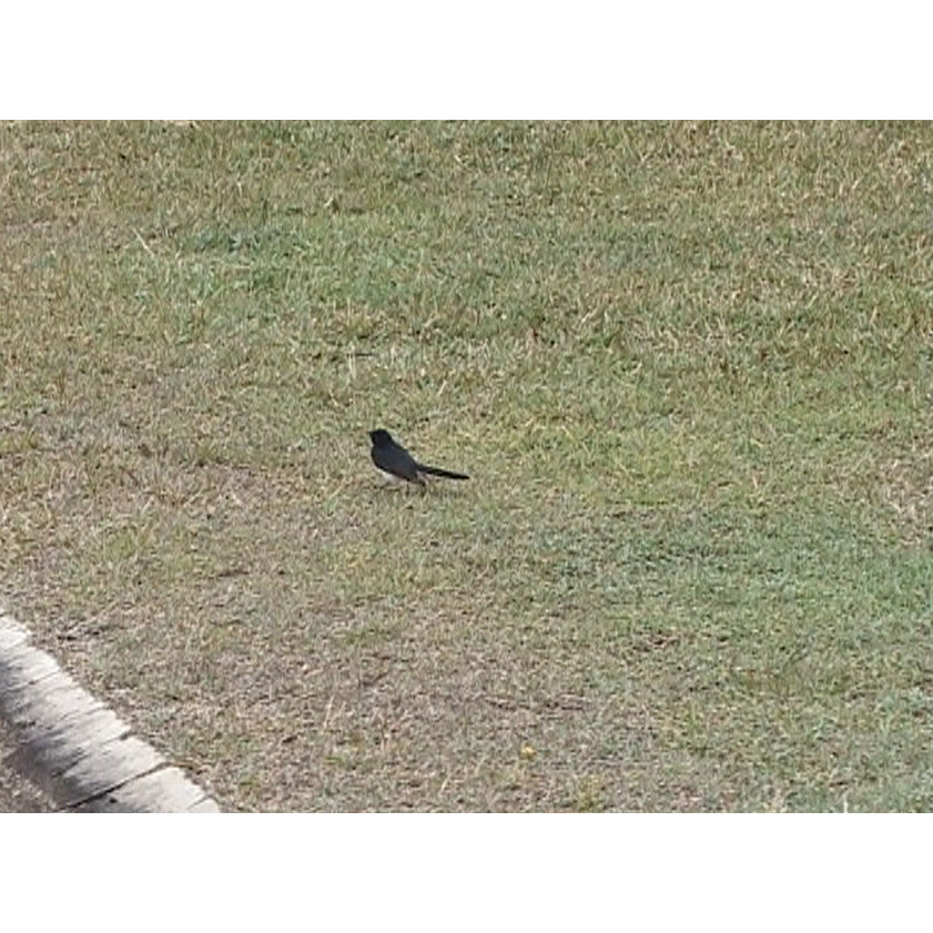 Stock footage: Fraser Island
