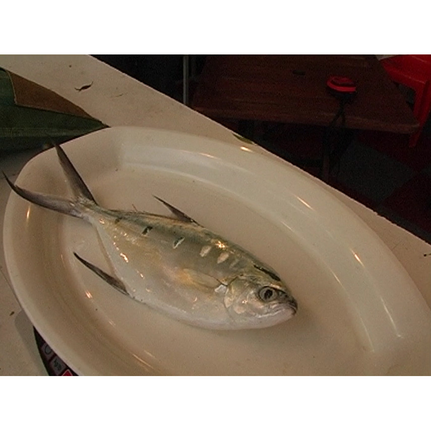 26th Toyota Fraser Island Fishing Expo: fish weigh-in