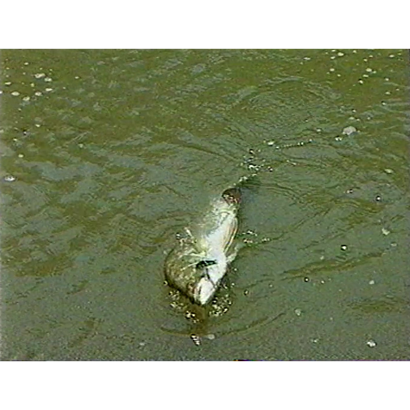 Fish 'n' Four Wheels: barramundi fever