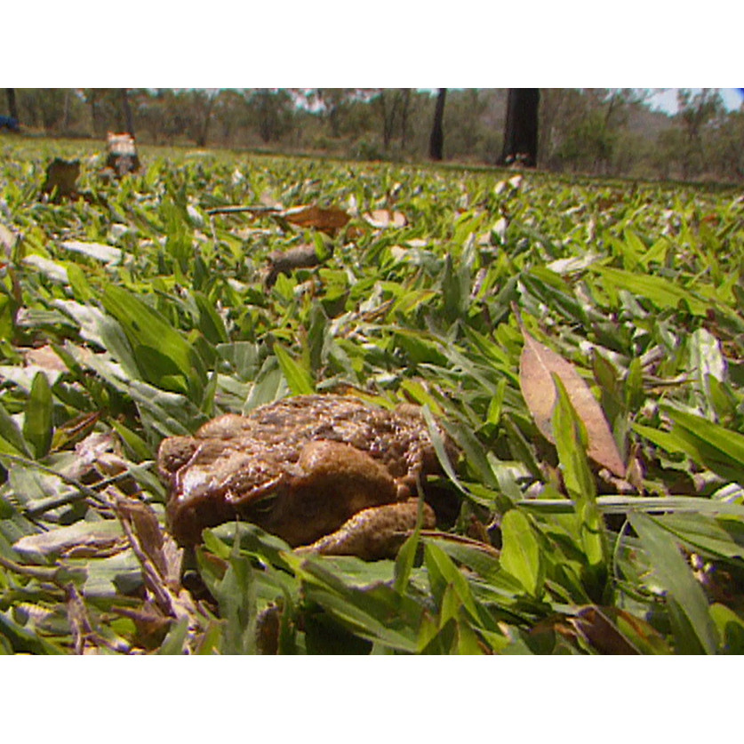 Ten News file: cane toads