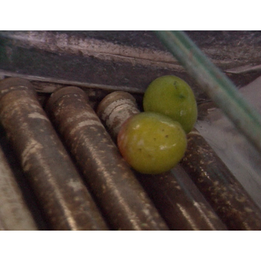 News file: mangos and mangroves