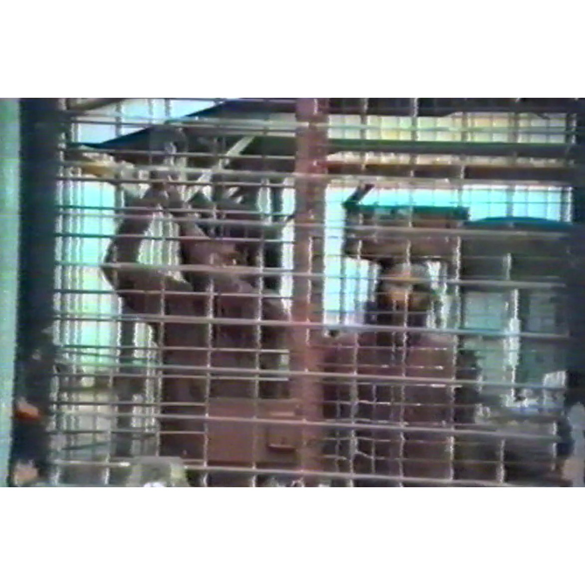 News file: prison riot