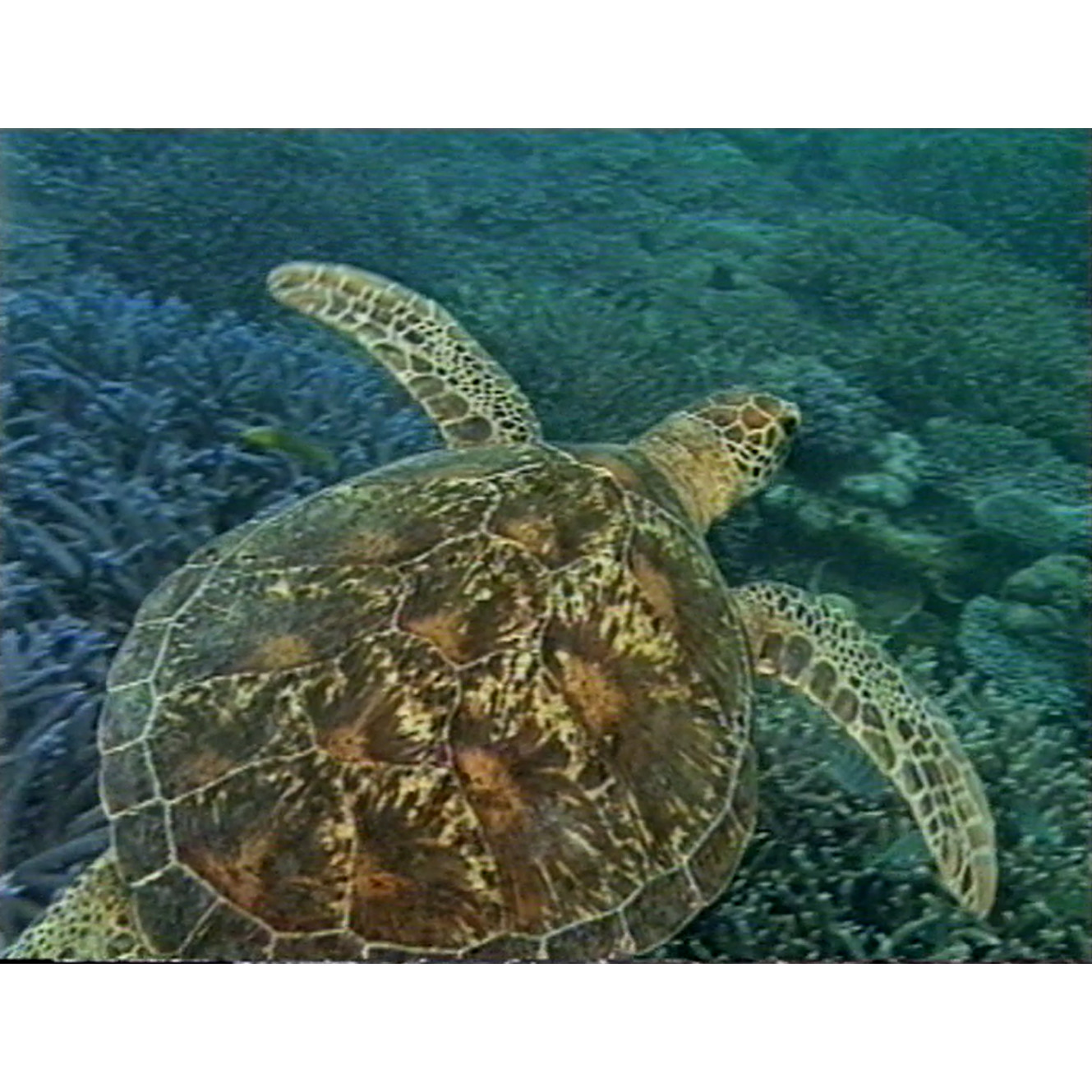 Reefwatch episode one and two