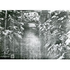 Caladiums on Mr P. V. Armati's property, Townsville, 1906