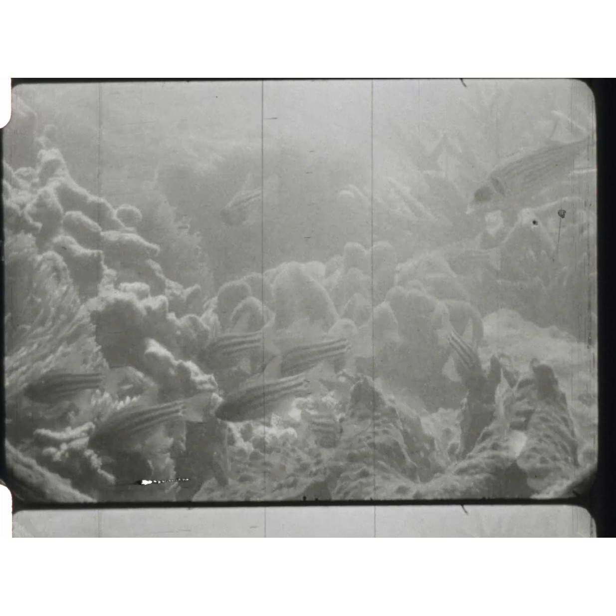 Can the Reef survive?