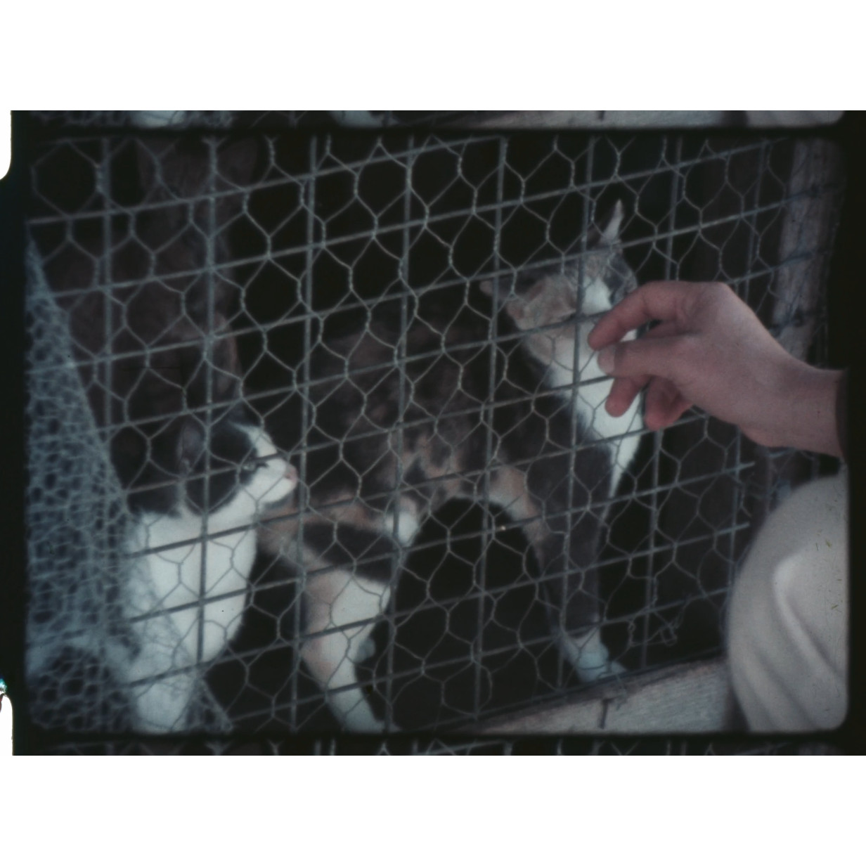 Animal shelter